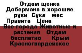 Отдам щенка Добермана в хорошие руки. Сука 5 мес. Привита › Цена ­ 5 000 - Все города Животные и растения » Отдам бесплатно   . Крым,Красногвардейское